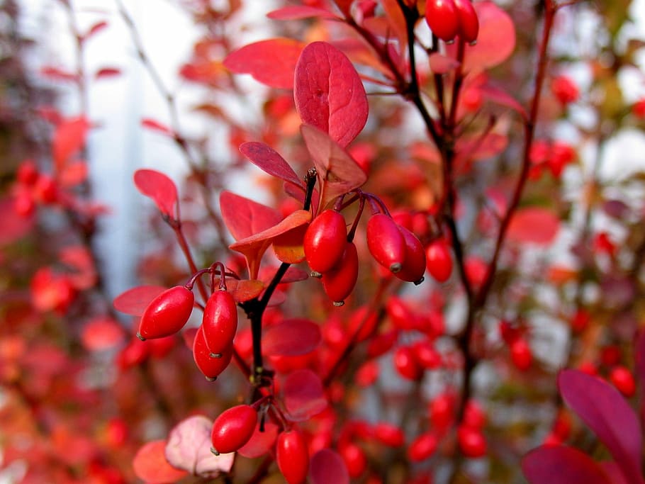 Barberry, Berry, Shrub, autumn, red, tree, growth, focus on foreground, fruit, outdoors