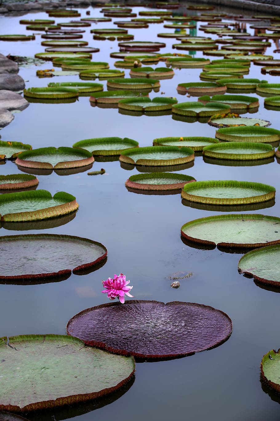 company, the white lotus, lotus, pond, nature, plants, water lilies, summer, lake, garden