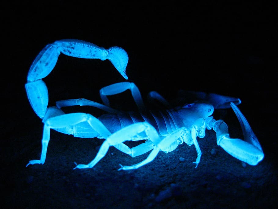 bege, escorpião, azul, luz, escorpião peludo gigante, fluorescente, escuro, brilhando, deserto, grande