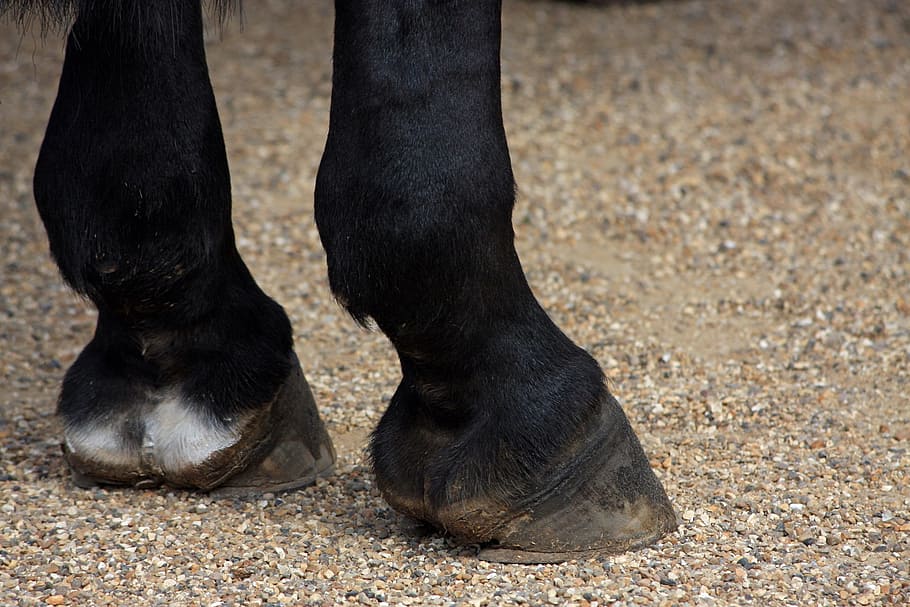 black, horse, standing, gray, soil, horses hooves, hooves, hoof, close-up, details