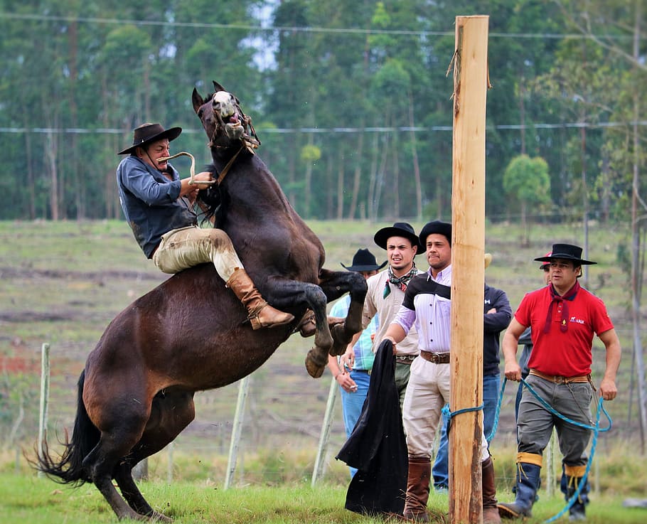 gineteada, a style gaucho, to ride horses, mammal, domestic animals, men, pets, domestic, vertebrate, livestock