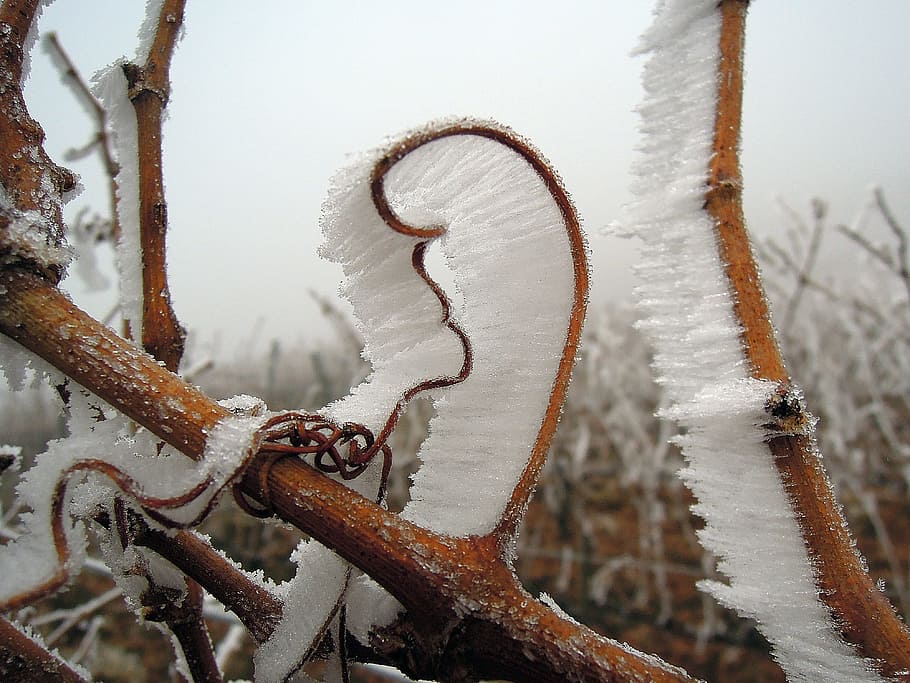 frosted, stem, Rime, Frost, Winter, Cold, rime, frost, wintery, grape, vine