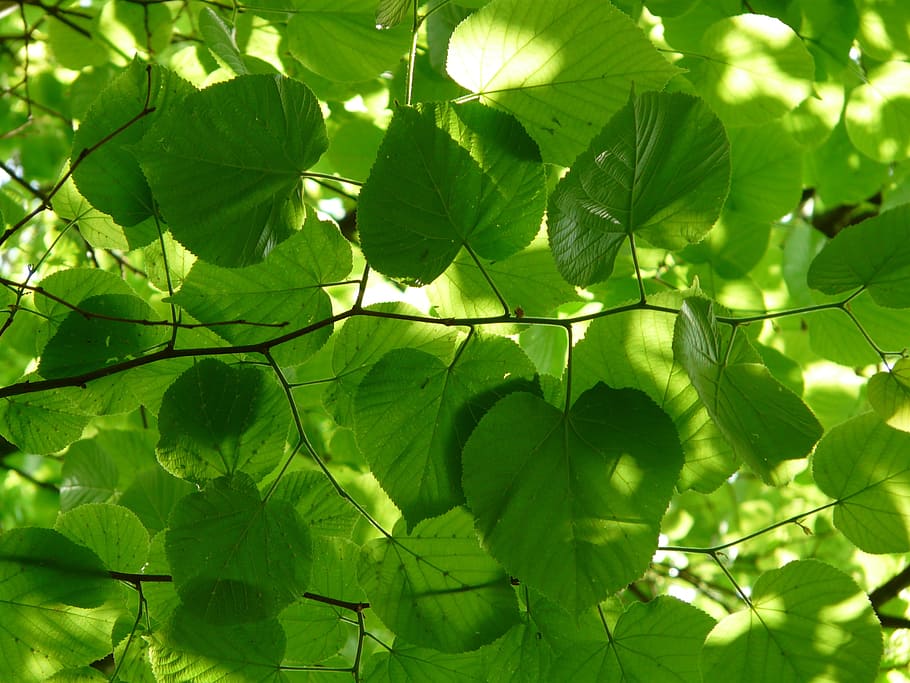 Linde, Lipovina, Foliage, Leaves, Green, leaves, green, light, hell, greenish, light green