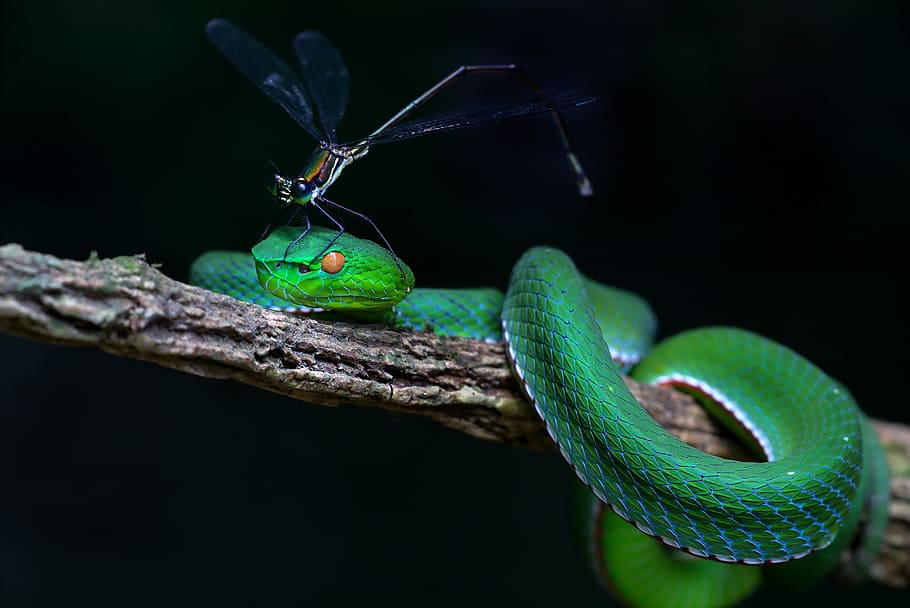 fotografía, negro, dragón, mosca, verde, serpiente, fauna, registro de serpientes, hue, vietnam
