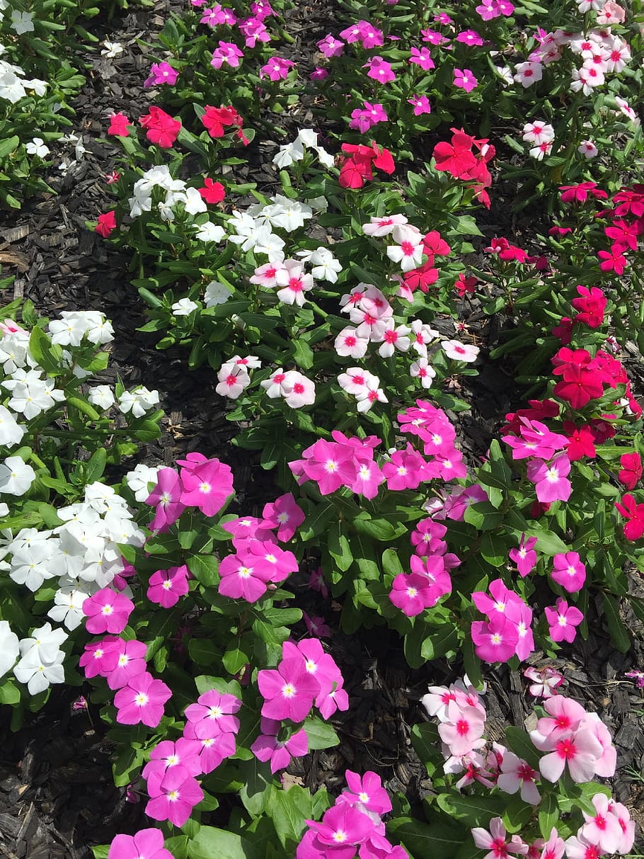 Vinca, Flowers, Nature, Blossom, flower, growth, freshness, pink color, flowering plant, beauty in nature
