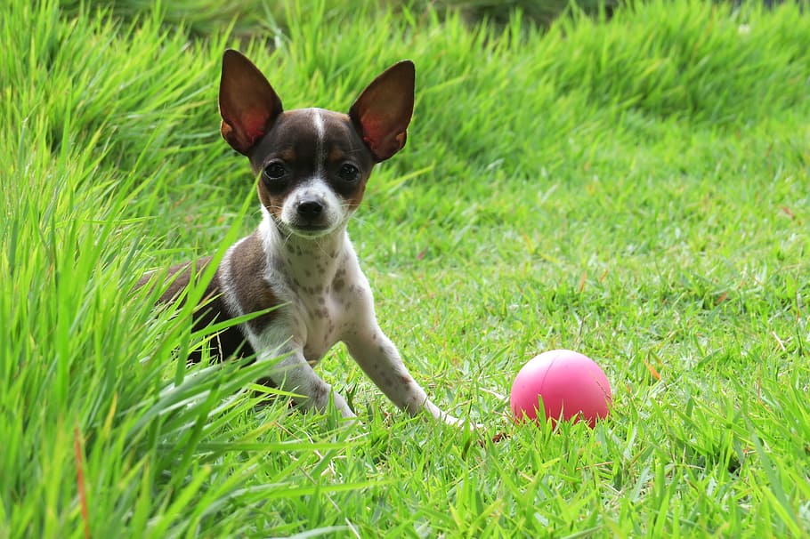 filhote de cachorro terrier de rato, deitado, campo de grama, cão, bola, verde, orelhas, animal, cadela, cão adotado