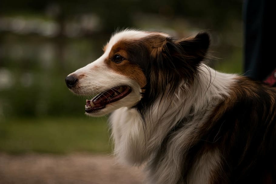 adult, tan, white, rough, collie photography, shallow, photography, brown, long, coated
