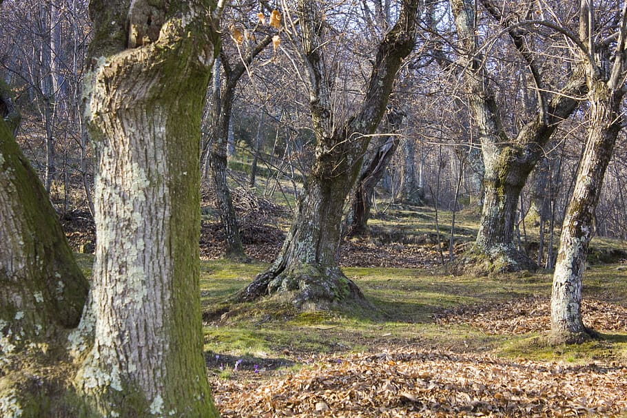 Bosque, paisaje, castaño, montaña, naturaleza, árboles, en el bosque