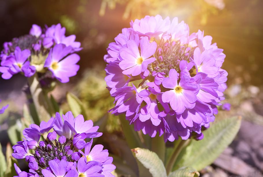 flower, plant, primrose, drumstick, flowers, purple, garden, spring, spring flower, sunlight
