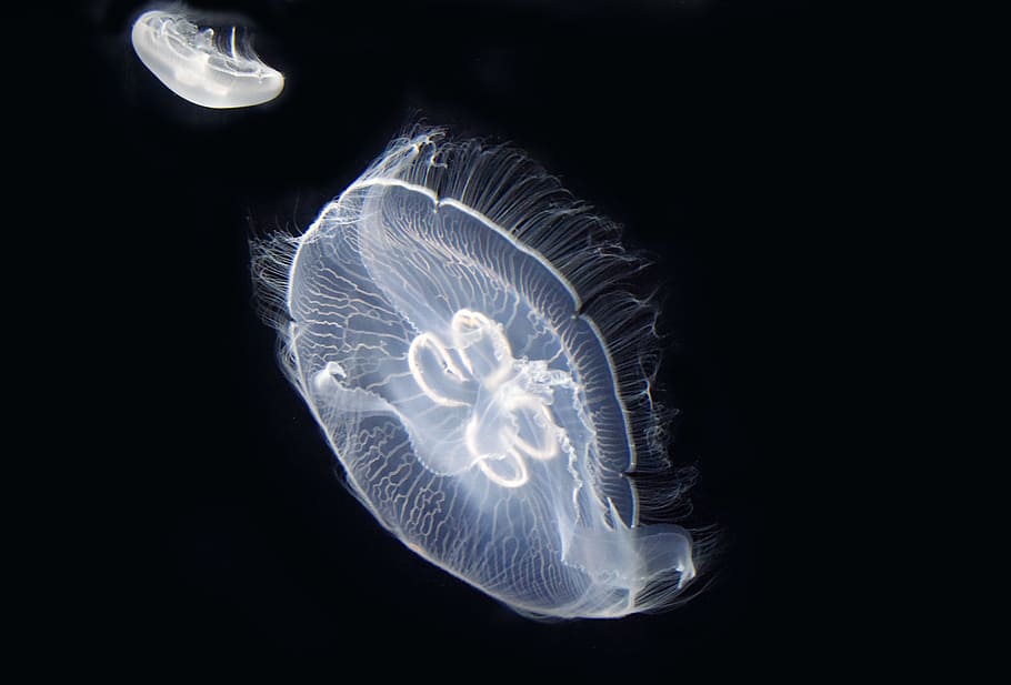 dos medusas blancas, blancas, medusas, mar, cnidarios, animales marinos, urticantes, océanos, fondos marinos, movimiento