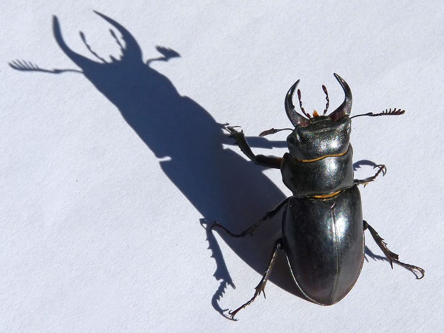 Lucanus Cervus, Stag-Beetle, escarabajo, escanyapolls, sombra, amenaza, coleóptero, insecto, animal, naturaleza