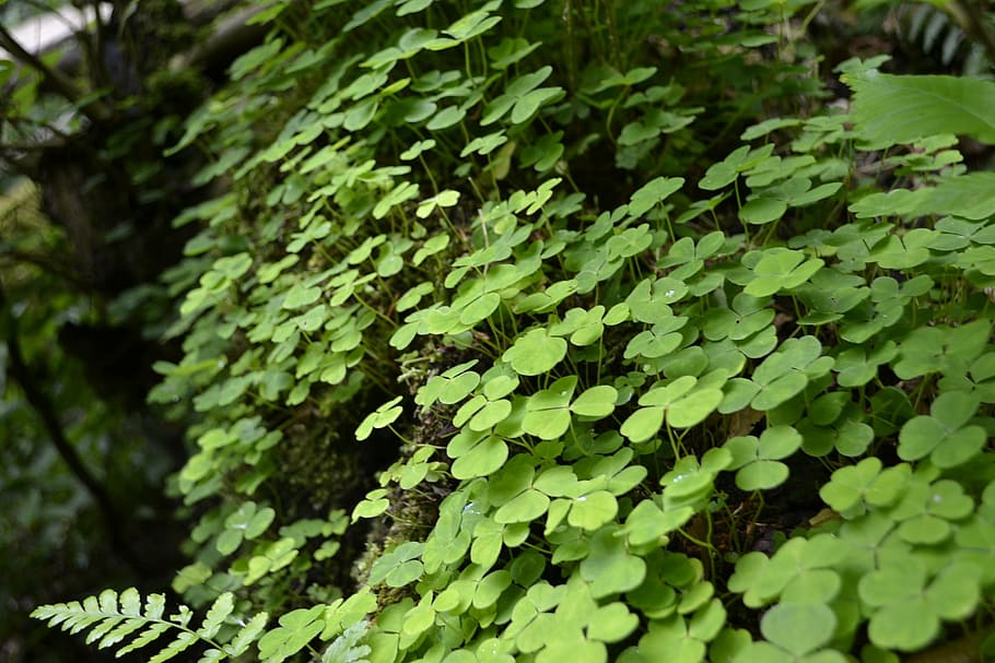 clovers, green, nature, plant, forest, environment, leaf, green Color, backgrounds, tree