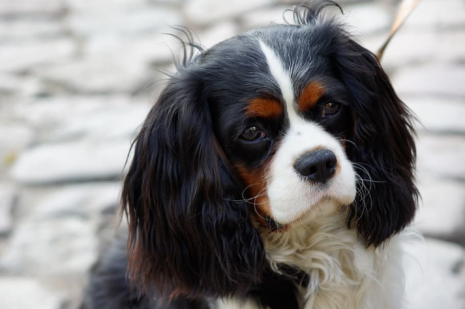 selective, focus photography, king charles cavaliers spaniel, dog, spaniel, cavalier, king charles, canine, sitting, portrait