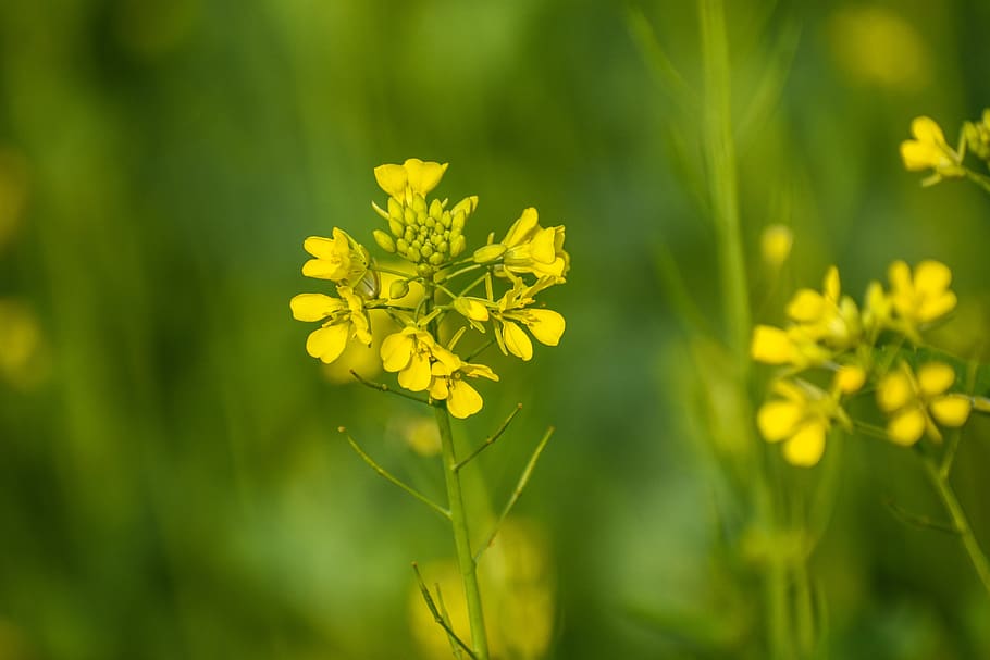 mustard flower, flower, jungle, nature, yellow, cute, beautiful, flowering plant, plant, fragility