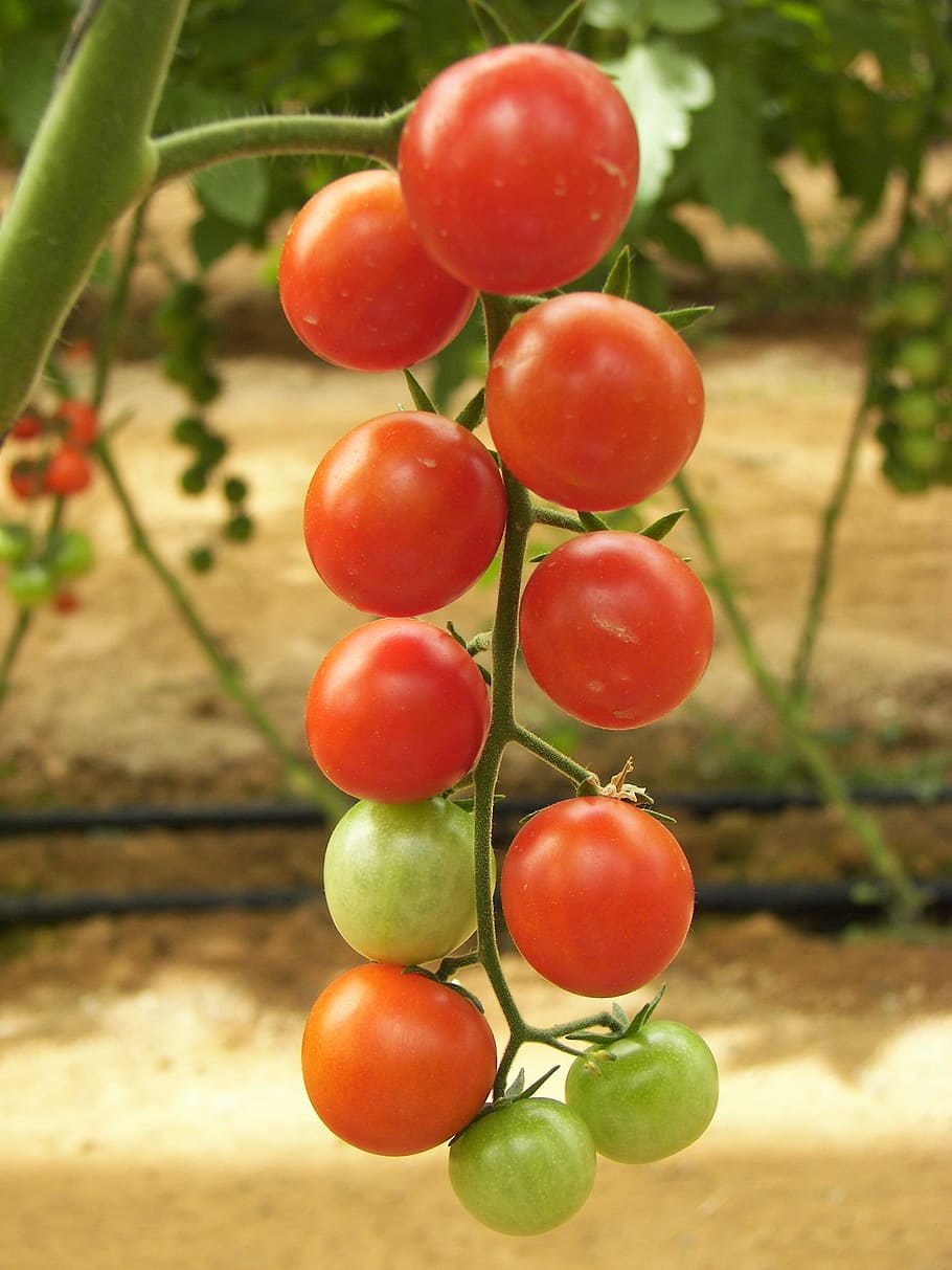 tomat, rumah kaca, produksi lantai, bed cherry, matang, belum matang, merah, hijau, campuran, sayuran