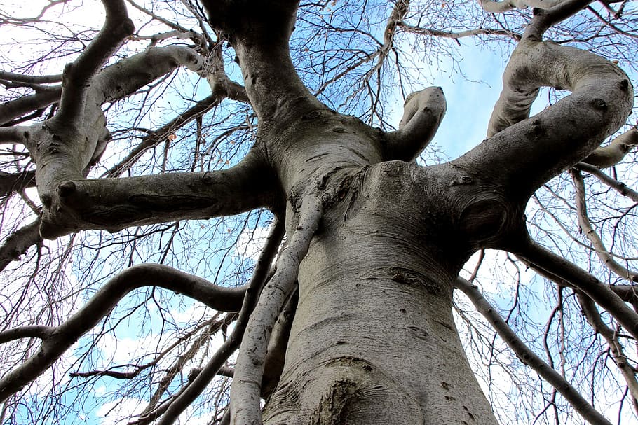 tree, gnarled, twisting, twisted, wood, bark, branches, blue sky, branch, low angle view