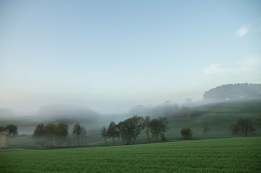 fog, landscape, hill, meadow, fog bank, morning, forest, nature, tree, mountain
