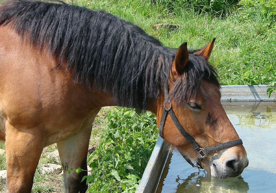 marrón, caballo, sorbiendo, agua, bebida, granja, equino, animal, nacional, melena