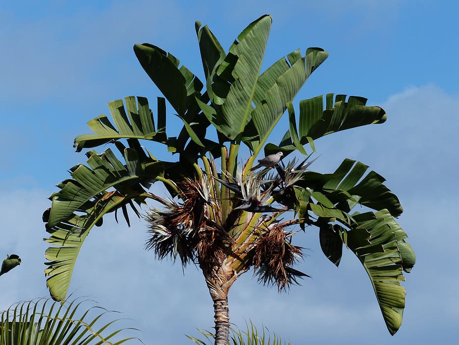 banana tree, daytime, white caudata, palm, tree, similar to palm, palm leaf, caudata, blossom, bloom