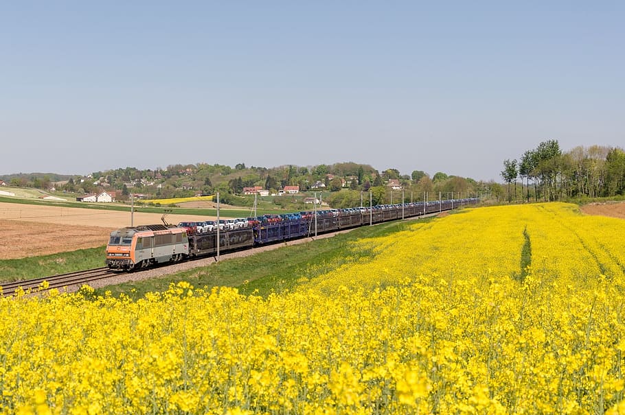 Train, Bb, Rapeseed, sybic, bb 26000, gefco, transport cars, agriculture, field, oilseed Rape