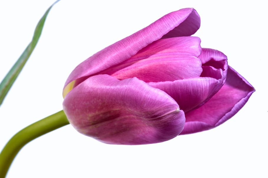 single, pink, tulip, flower, isolated, close up, petals, organic, nature, floral
