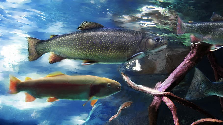 trout, fish, aquarium, river, stream, california, discovery bay, redding, fishing, photo art