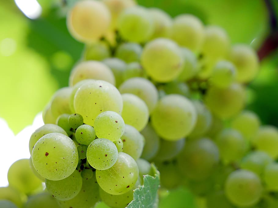 grape, vine, wine, fruit, vineyard, viticulture, green, white grape, agriculture, food and drink