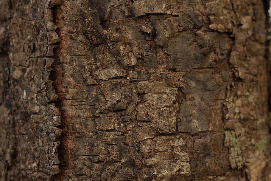 rough, old, súber, texture, default, tree, wood, surface, background, tree trunk