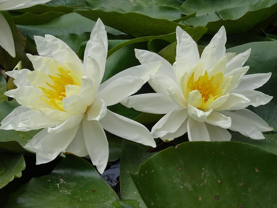 bunga, putih, air, lotus, lily air, tanaman berbunga, keindahan di alam, kesegaran, daun bunga, tanaman