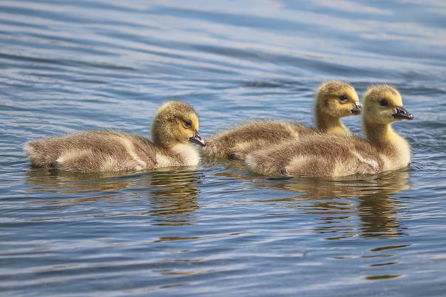 chicks, boy, young birds, canada goose, branta canadensis, young, waterfowl, plumage, fluff, feather
