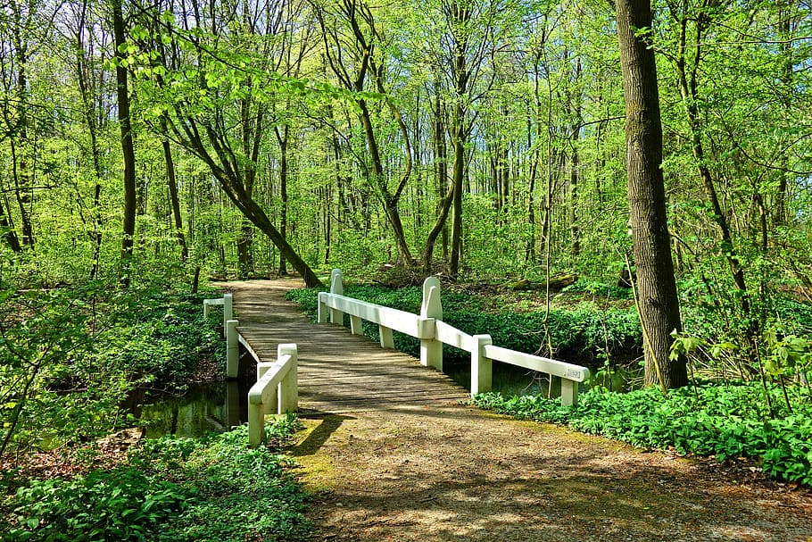 empty, dock, forest, bridge, wooden bridge, footbridge, white wooden bridge, footpath, trees, springtime