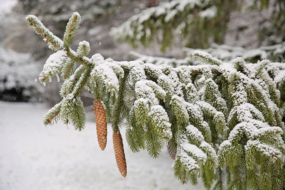 pinos, rama de pino, nieve, nevado, invierno, bosque, navidad, naturaleza, árbol de hoja perenne, abeto