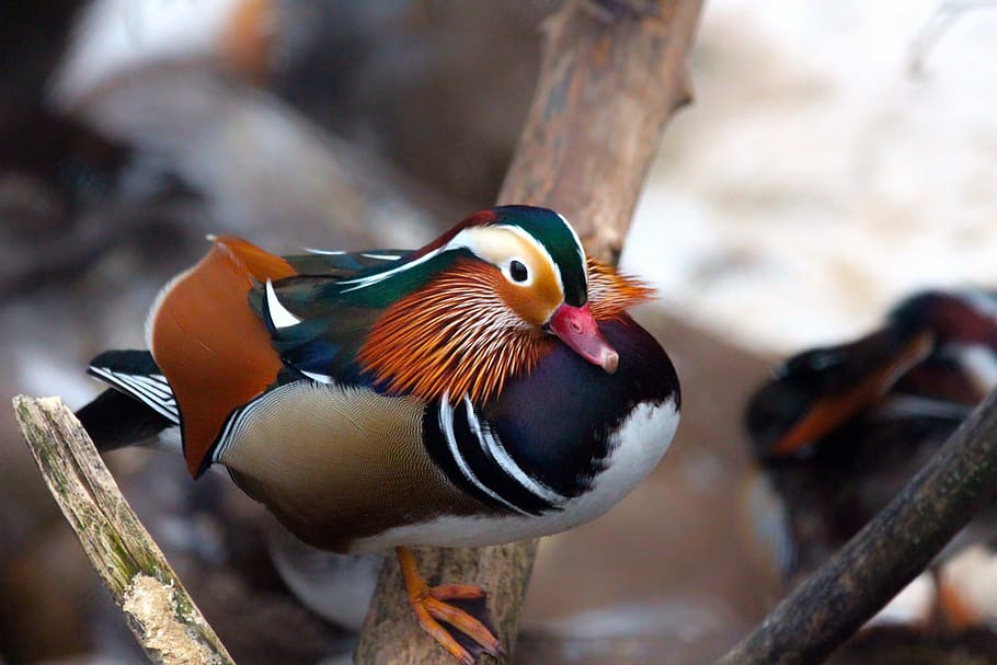 mandarin duck, aix galericulata, duck, birds, duck mandarin duck, animals, feathered race, fauna, nature, duck bird