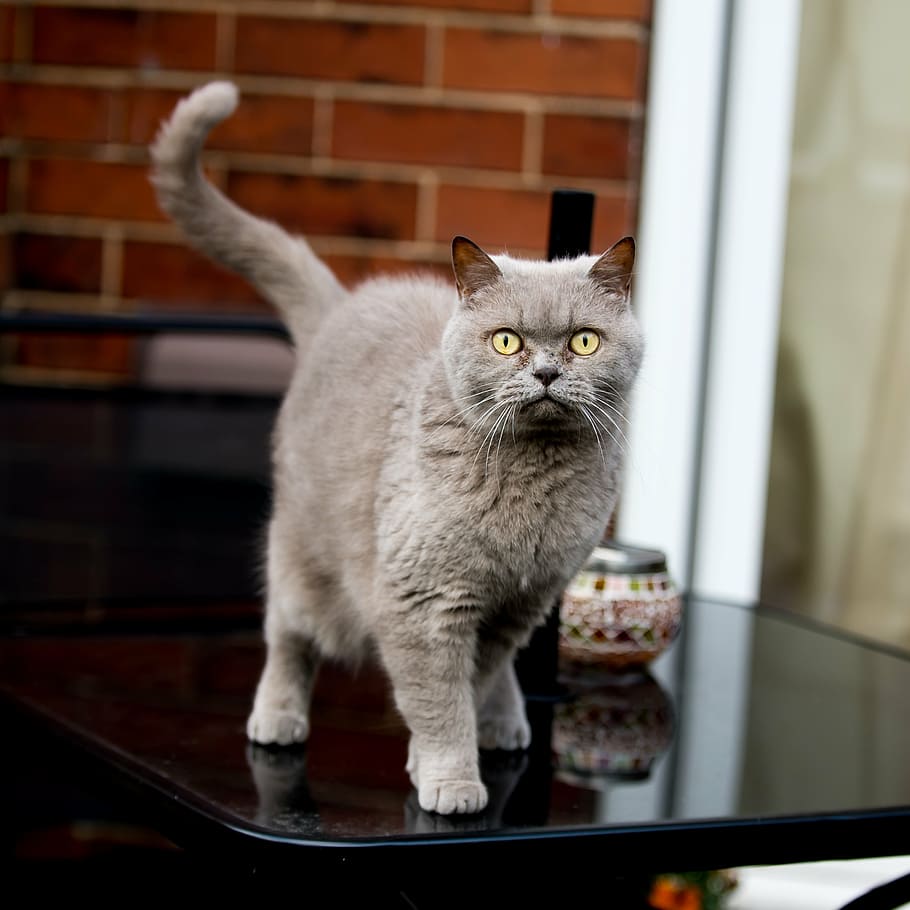 grey, persian cat, black, wooden, table, british, shorthair, cat, cute, pet
