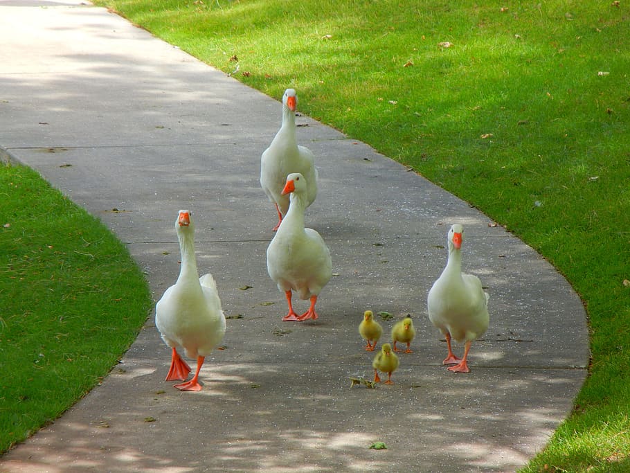 four, white, ducks, three, yellow, ducklings, green, grass field, birds, goose