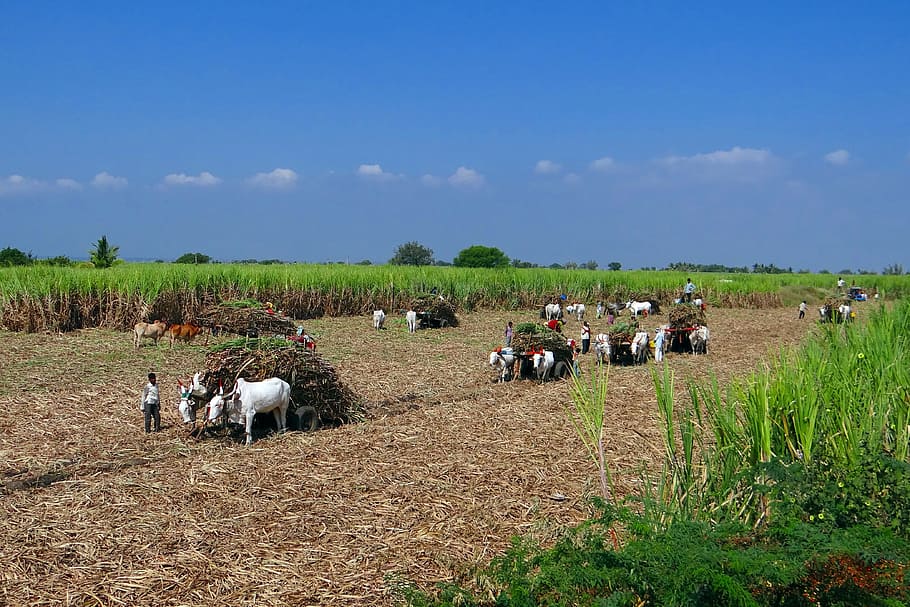 Los agricultores en la granja, caña de azúcar, cosecha, carro de bueyes, hombres en el trabajo, Karnataka, India, rural, agricultura, campo