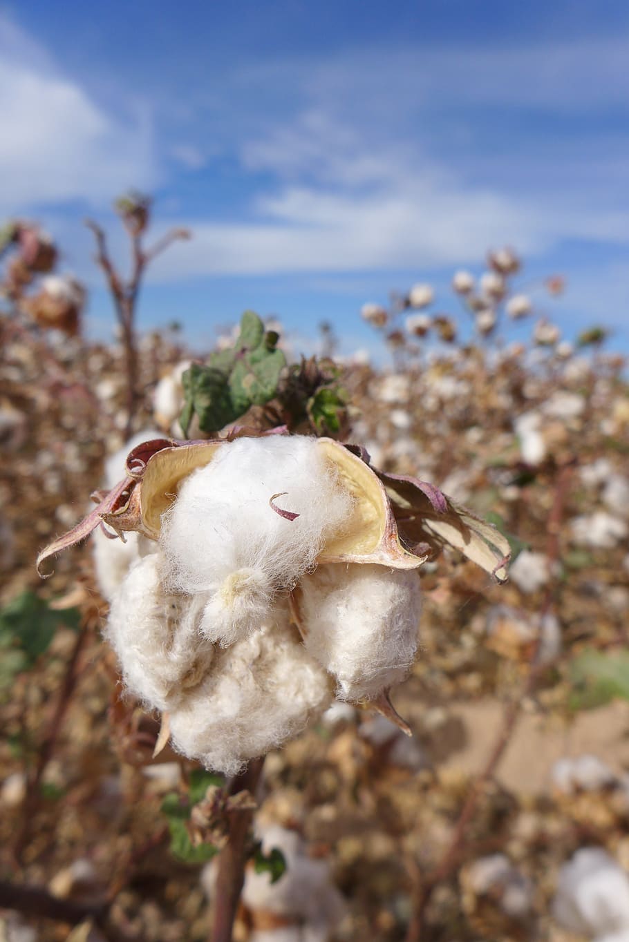 cotton, cotton flower, cotton field, blue sky, public record, focus on foreground, plant, close-up, day, nature