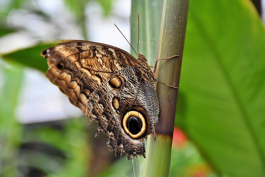 浅い, フォーカス写真, 茶色, 共通, バックアイ蝶, 蝶, 熱帯の蝶, エキゾチックな昆虫, 翼, 大きな蝶