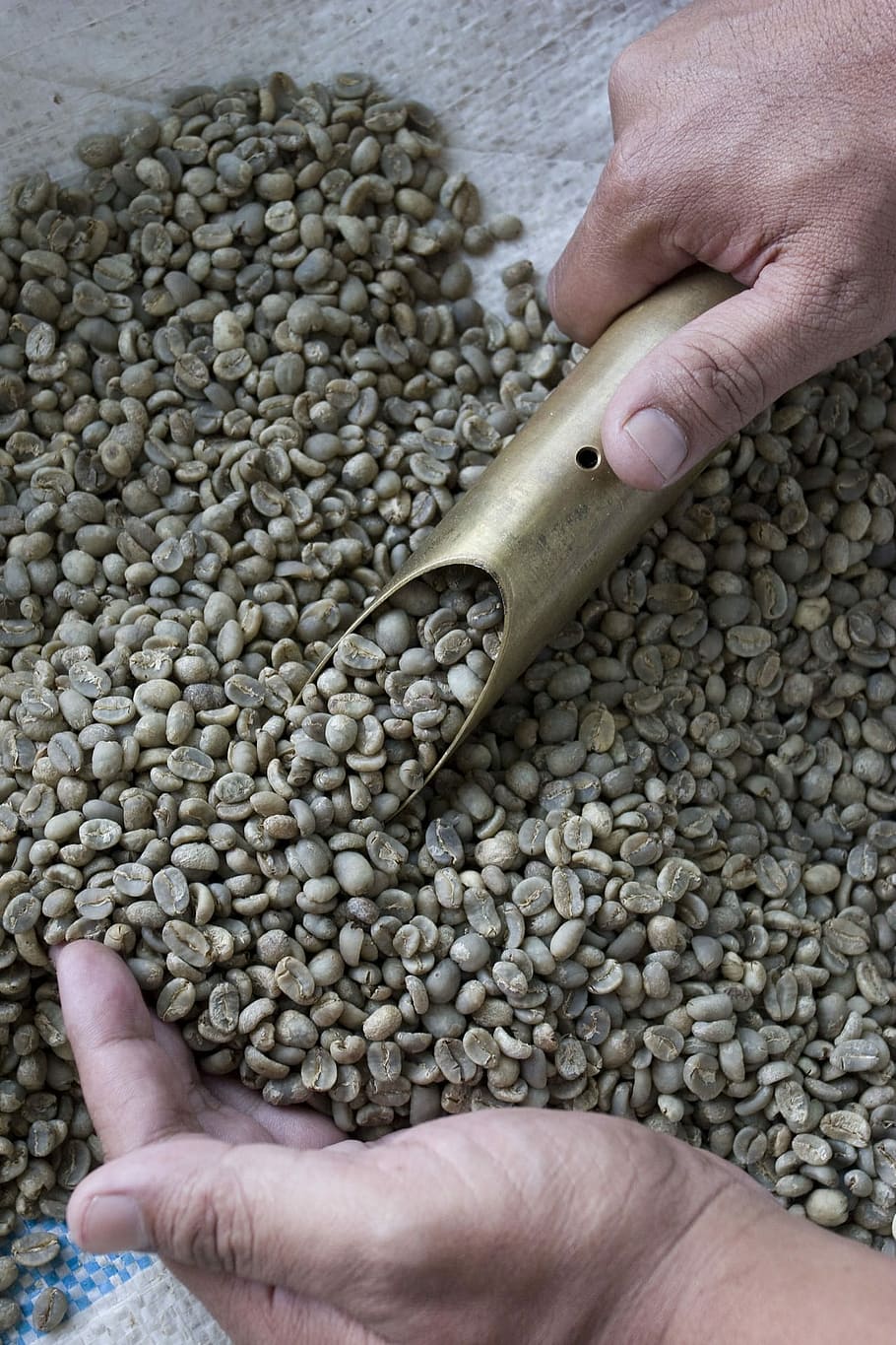 Coffee Beans, Raw, Brown, Agriculture, farmer, merchant, caffeine, café, drink, fresh
