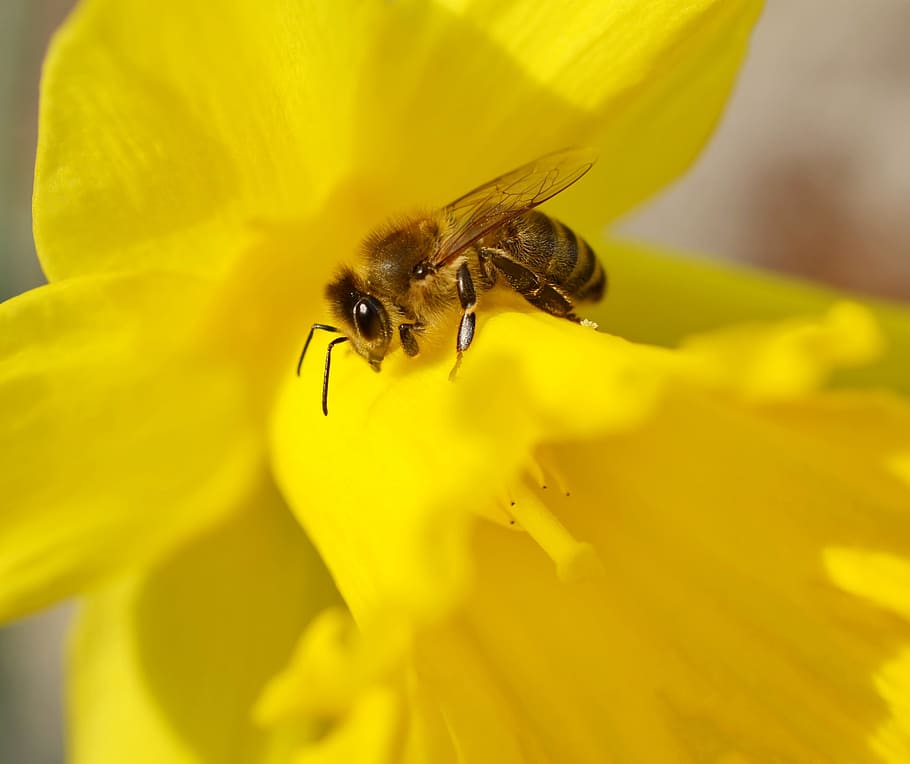 honeybee, yellow, petaled flower, bee, insect, daffodil, macro, blossom, bloom, close