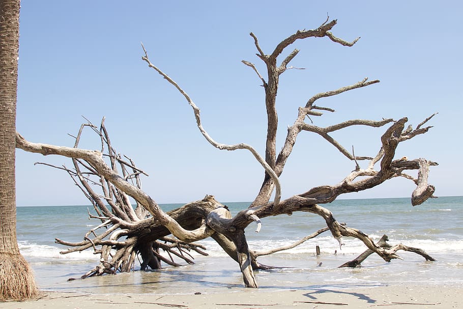beach, edisto, south, carolina, salt, tree, coast, alone, dead, driftwood