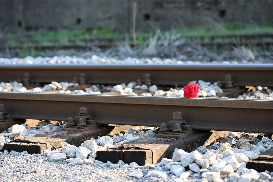 rosa roja en ferrocarril, accidente, tragedia, cruce de ferrocarril, conduzca con cuidado, vía férrea, vía, transporte ferroviario, sólido, roca