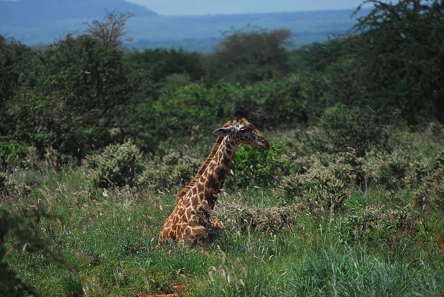 giraffe, rest, nature, resting, wildlife, africa, tsavo, kenya, wilderness, sitting