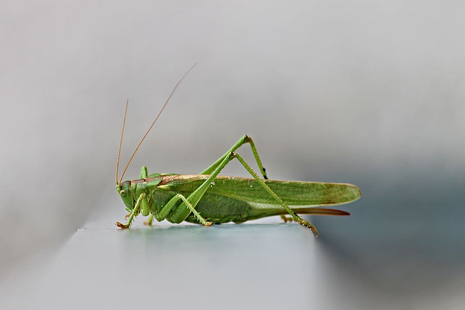 green, grasshopper, selective, focus photography, tettigonia viridissima, viridissima, grasshoppers, insect, close, heupferdchen