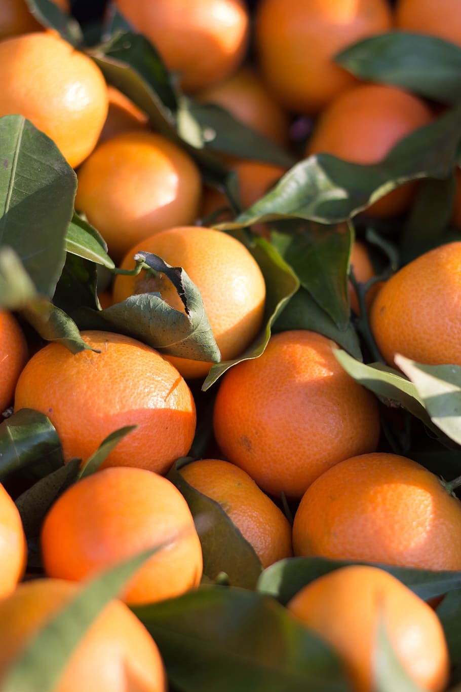 Citrus, Fruit, Mandarin, Clementine, tangerine, orange, harvest, food, citrus Fruit, freshness