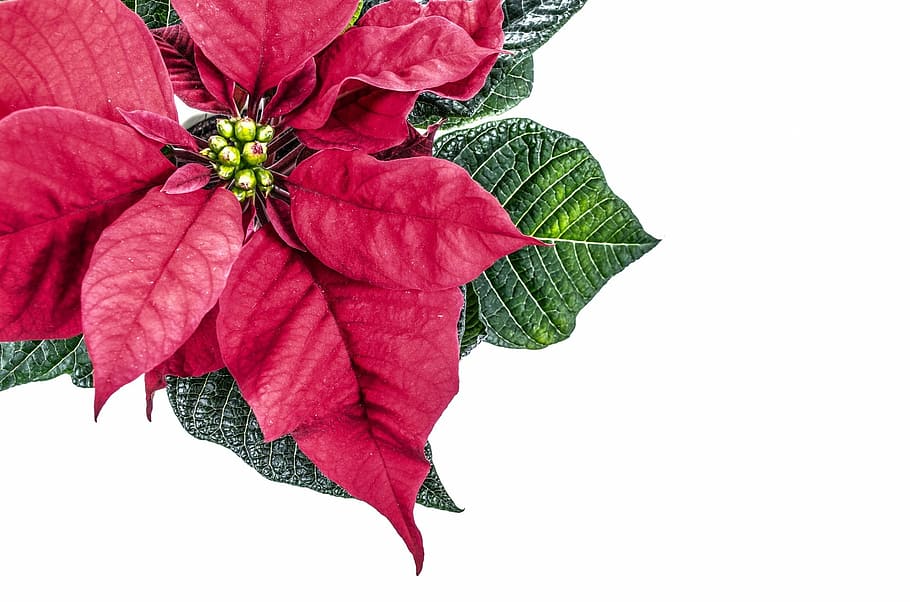 pink leaf plant, christmas, isolated, high key, isolated white, poinsettia flower, natural, green, floral, white
