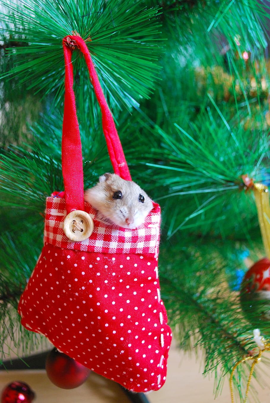 Hamster, Ano Novo, Decoração, Vivo, animal, meia, árvore, um animal, Natal, temas de animais