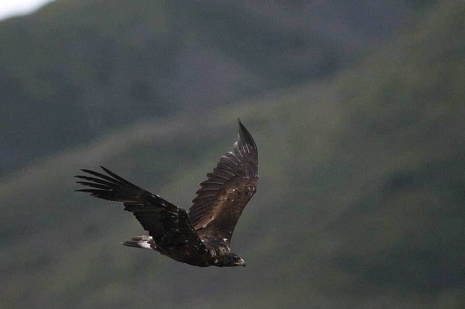 águila real, volando, ave, vida silvestre, naturaleza, depredador, salvaje,  rapaz, vuelo, alas | Pxfuel