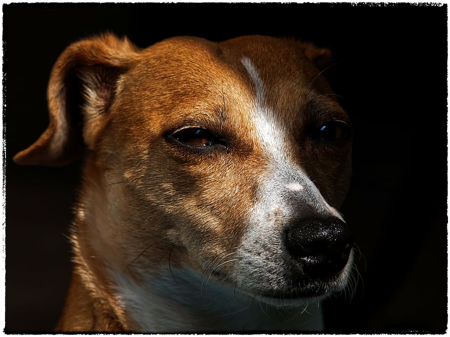 dog, animal, jack russell, pet, puppies, race, brown, fur, face, one animal