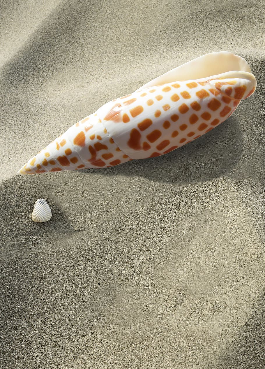 seashell, sand dunes, white, brown, shell, sea snail, snail, sea, holiday, memory